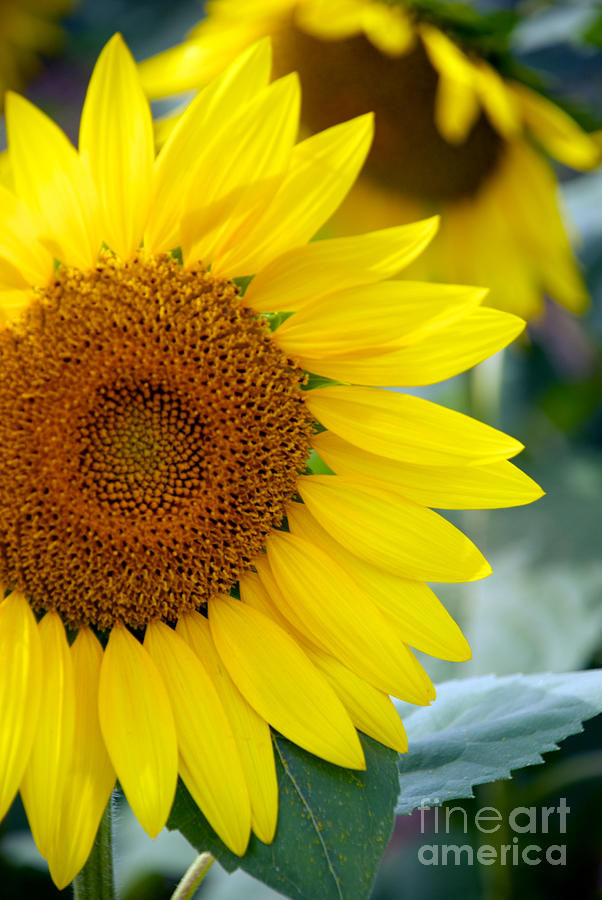 Sunflower #10 Photograph by Mark Dodd