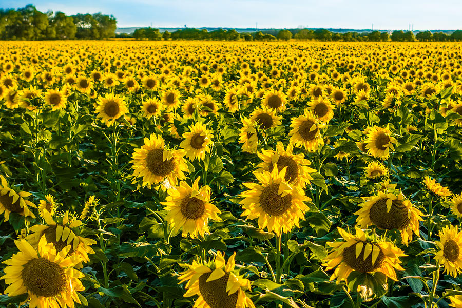 The Sunflower Farm Photograph by Melinda Ledsome