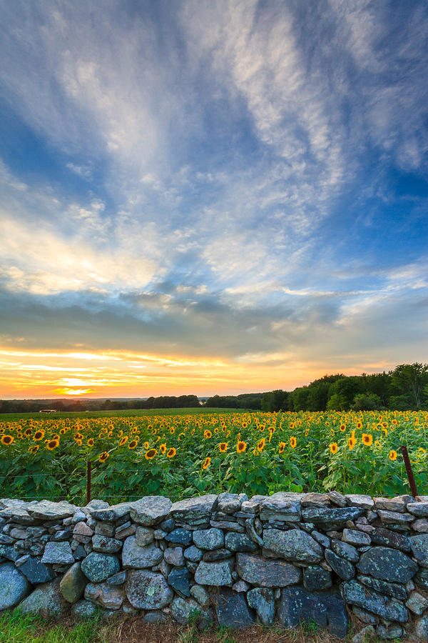 Sunflower Sunset #10 Photograph by Bryan Bzdula