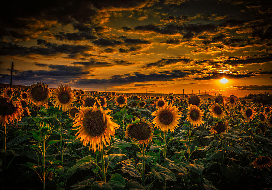 Sunflower Photograph - Sunflowers field #10 by Dobromir Dobrinov