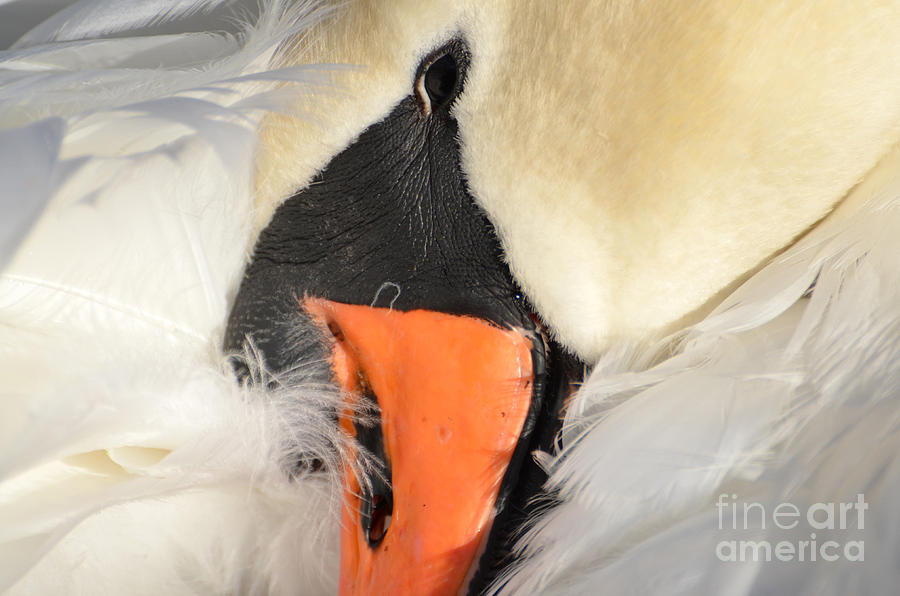 Swan #10 Photograph by Mats Silvan