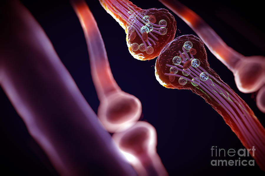 Nerves Photograph - Synapse #10 by Science Picture Co
