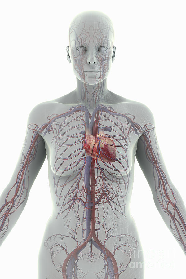 Blood Vessels Photograph - The Cardiovascular System Female #10 by Science Picture Co