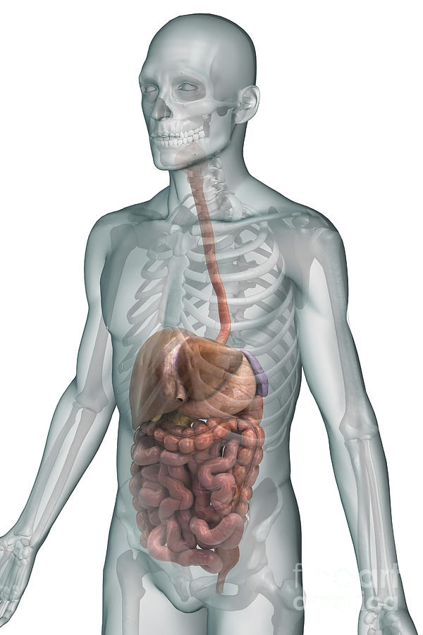 The Digestive System #10 Photograph by Science Picture Co