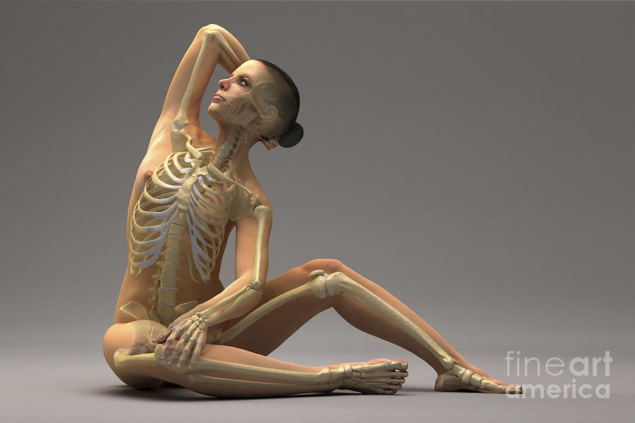 The Skeletal System Female #10 Photograph by Science Picture Co