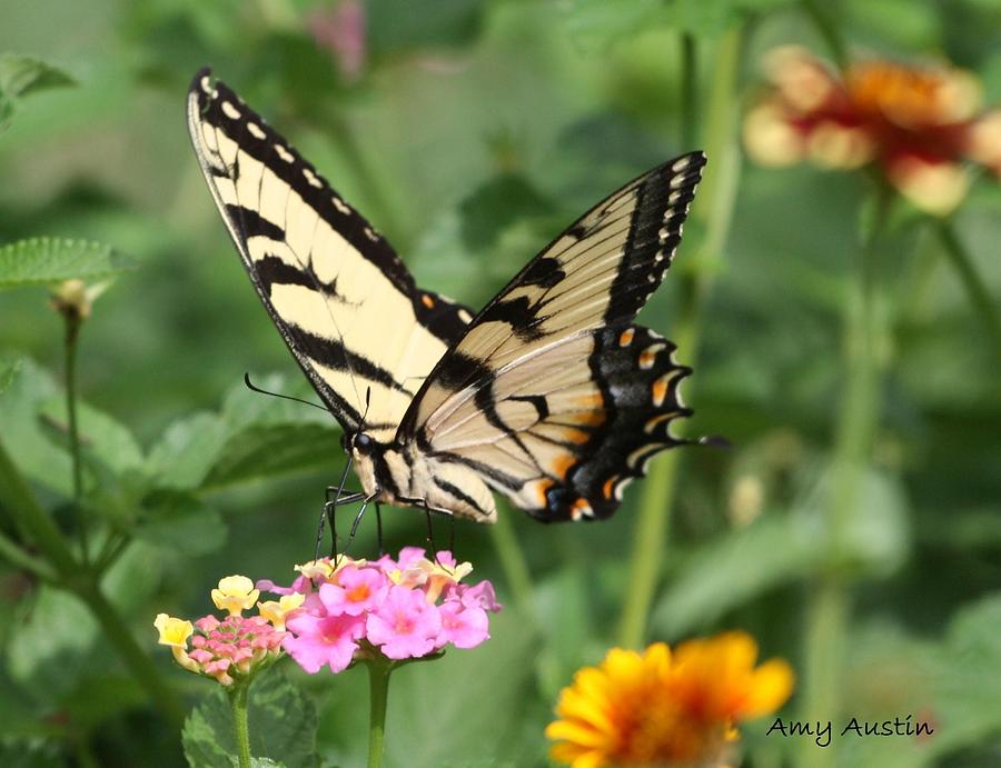 Tiger Swallowtail Photograph by Amy Austin - Fine Art America