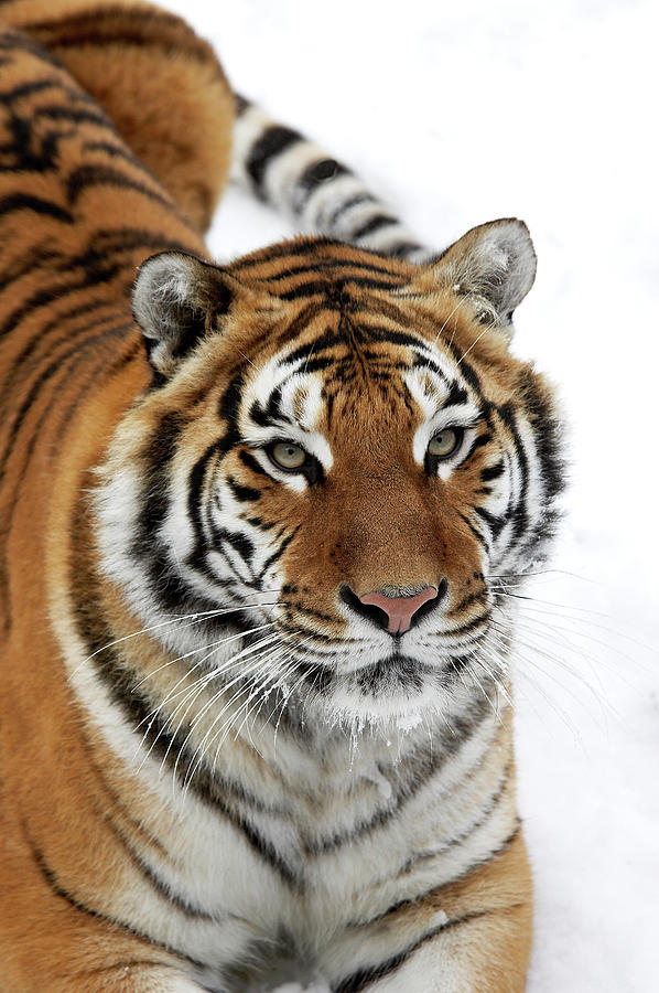 Tigre De Siberie Panthera Tigris Altaica Photograph by Gerard Lacz ...