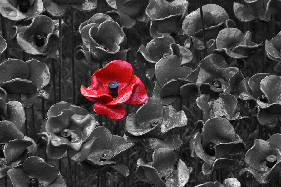 Tower of London Poppies #11 Photograph by Chris Day