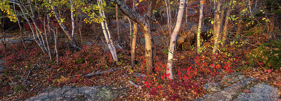 Trees In Forest During Autumn, Mount #10 Photograph by Panoramic Images