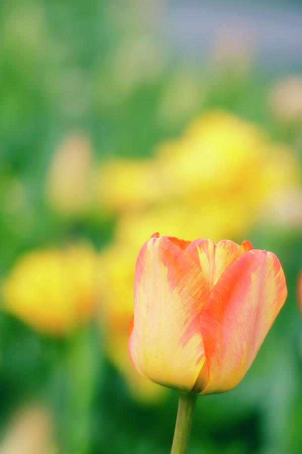 Tulip (tulipa Sp.) #10 Photograph by Maria Mosolova/science Photo Library