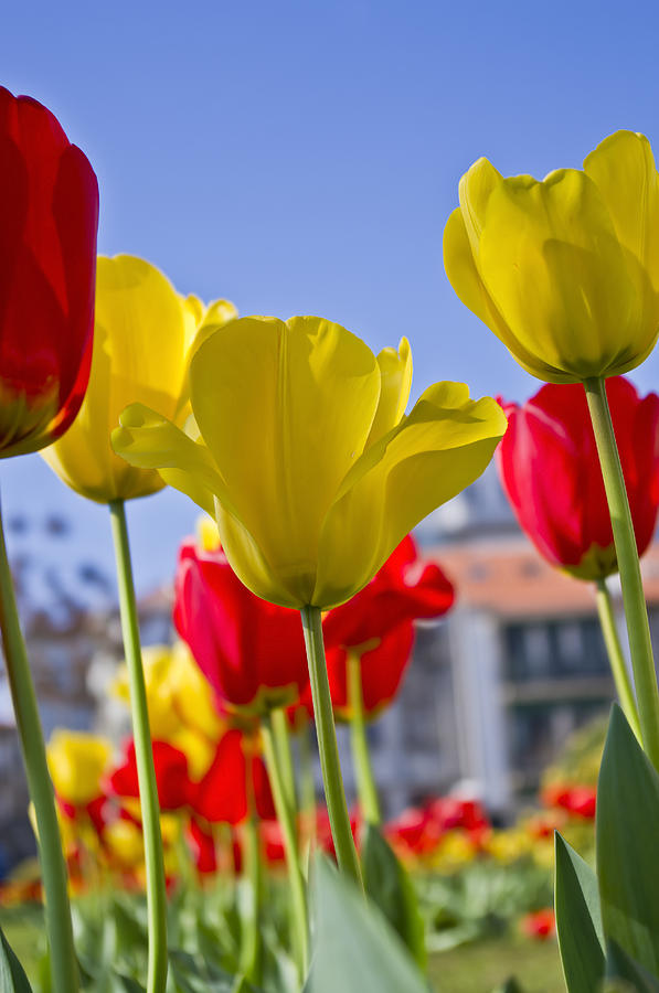 Tulips #10 Photograph by Paulo Goncalves