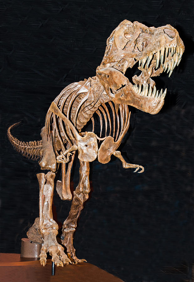Tyrannosaurus Rex #10 Photograph by Millard H. Sharp