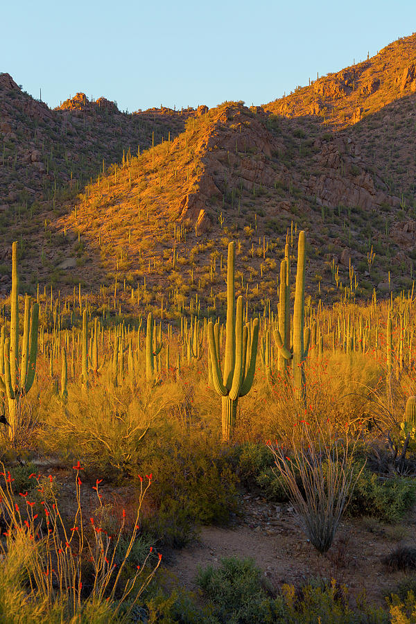 Sunset Photograph - USA, Arizona, Tucson #10 by Jaynes Gallery