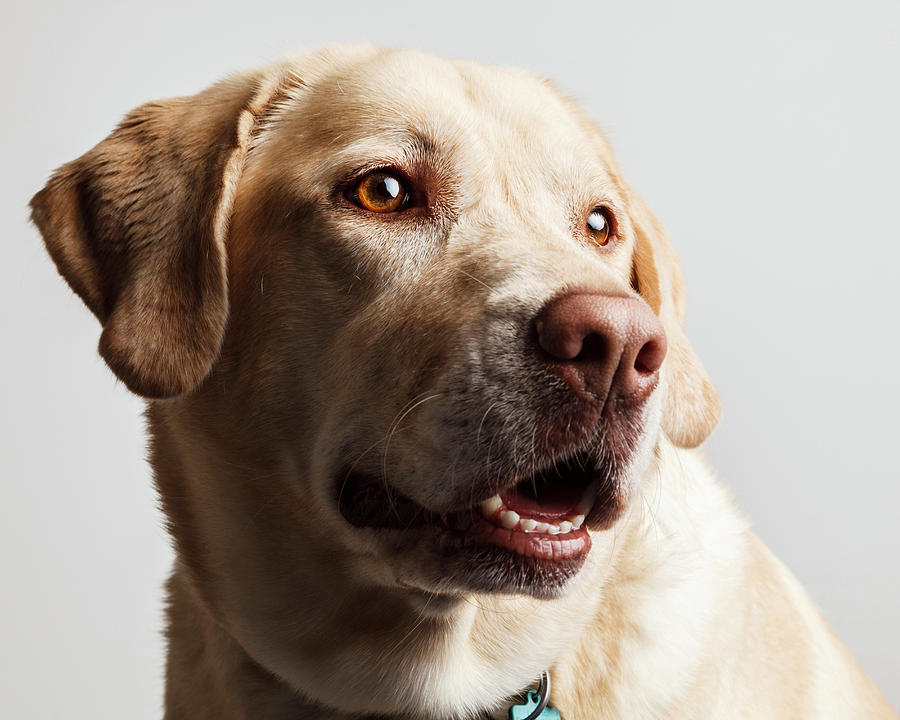 Dog Photograph - USA, Oregon, Keizer, Labrador Retriever #10 by Rick A Brown