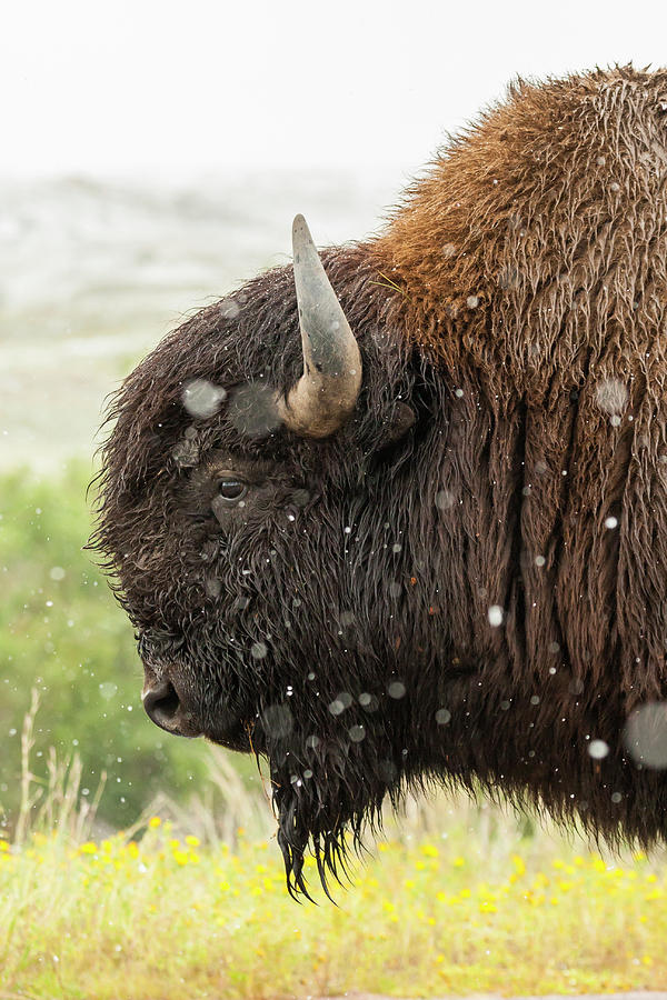Bison Photograph - USA, South Dakota, Custer State Park #10 by Jaynes Gallery