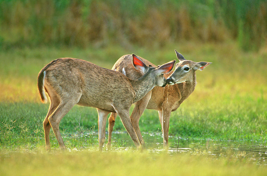 Deer Photograph - USA, Texas, Rio Grande Valley, Mcallen #10 by Jaynes Gallery