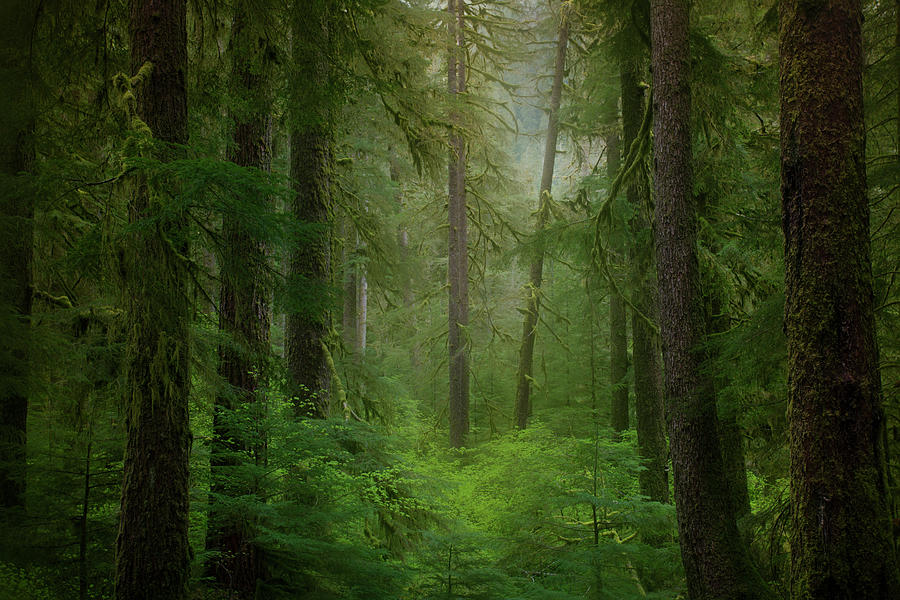 USA, Washington State, Olympic National Photograph by Jaynes Gallery ...