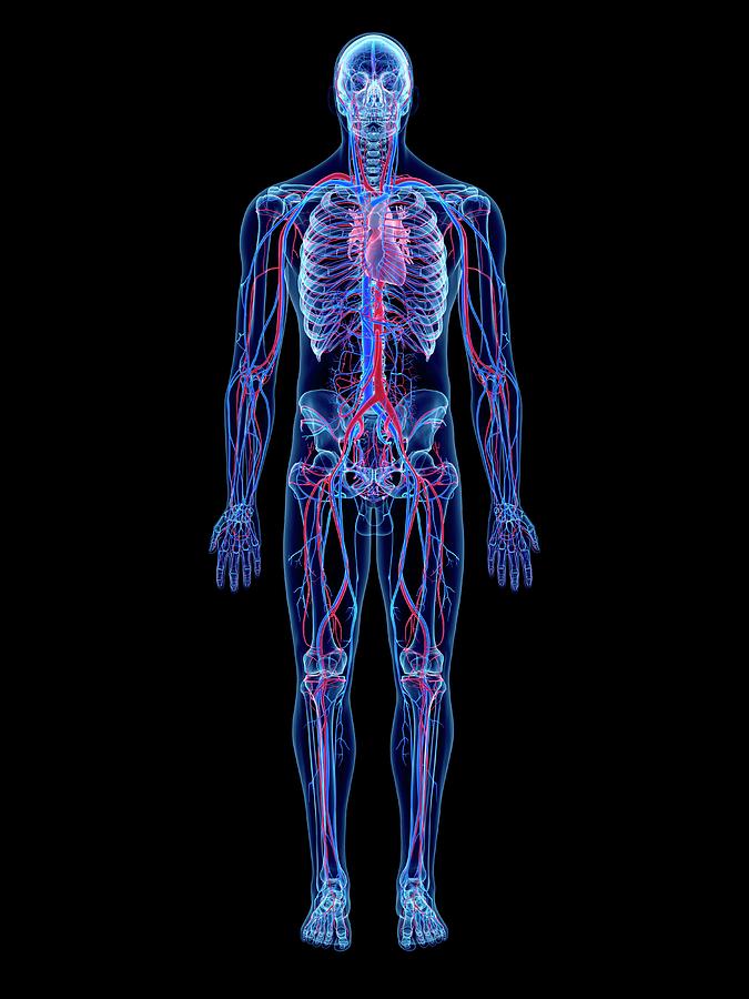 Vascular System #10 Photograph by Sebastian Kaulitzki/science Photo Library