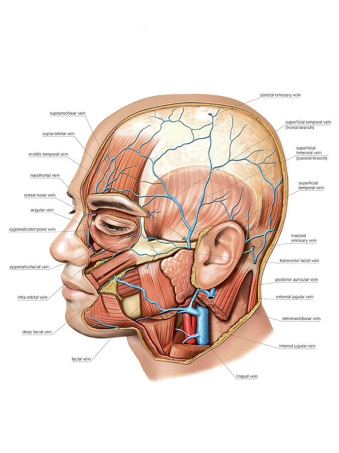 Venous System Of The Head And Neck #10 Photograph by Asklepios Medical Atlas