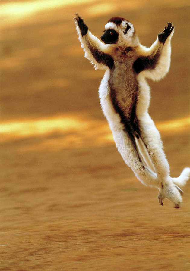 Verraeauxs Sifaka Lemur #10 Photograph by Tony Camacho/science Photo Library