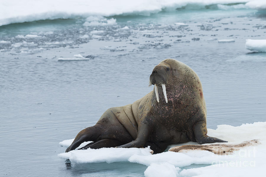 Walrus On Ice Floe #10 Photograph by John Shaw