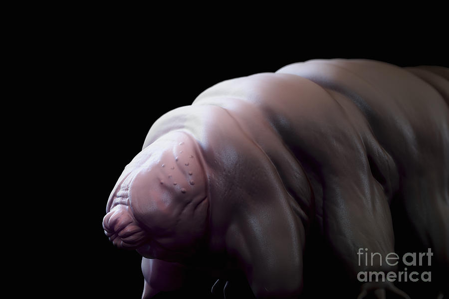 Water Bear Tardigrades #10 Photograph by Science Picture Co