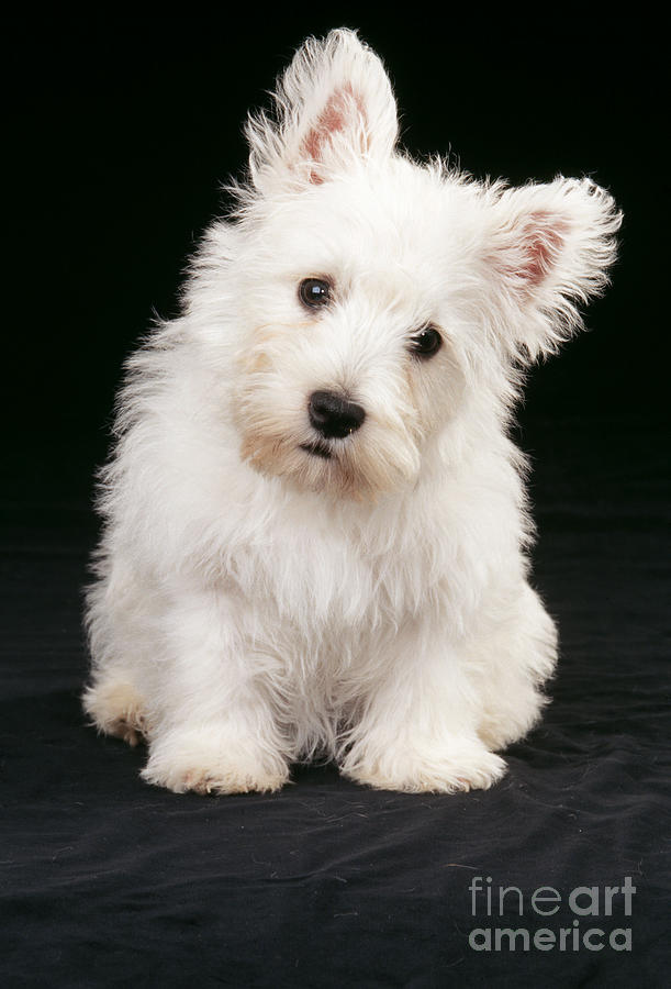 West Highland White Terrier #10 Photograph by John Daniels