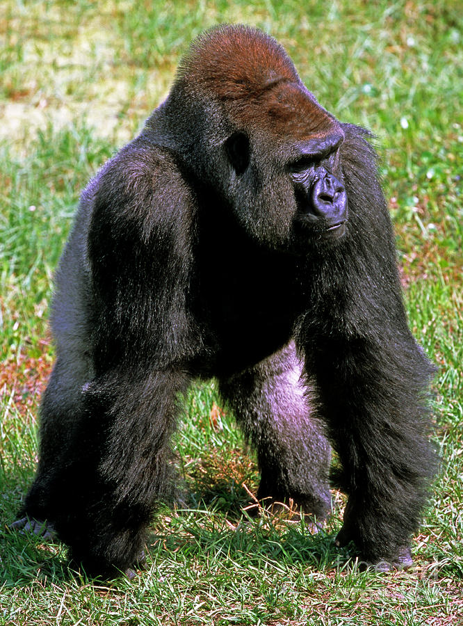 Western Lowland Gorilla #10 Photograph by Millard H. Sharp