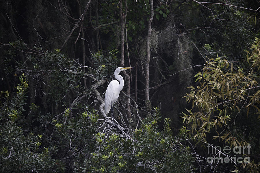 White Heron Perched In Tree Photograph