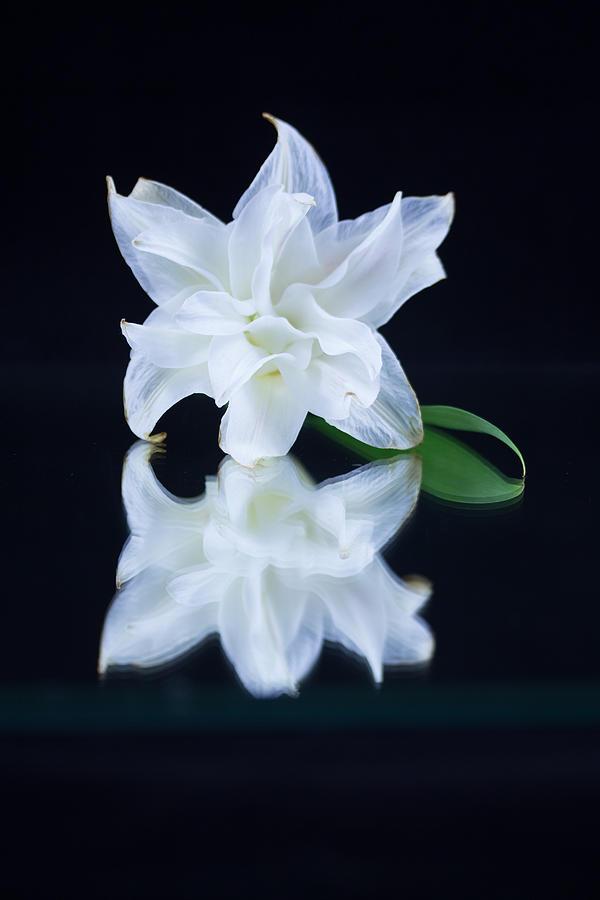 White Lilly #10 Photograph by Susan Jensen