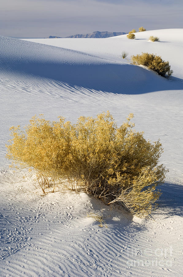 White Sands National Monument Photograph - White Sands #10 by John Shaw