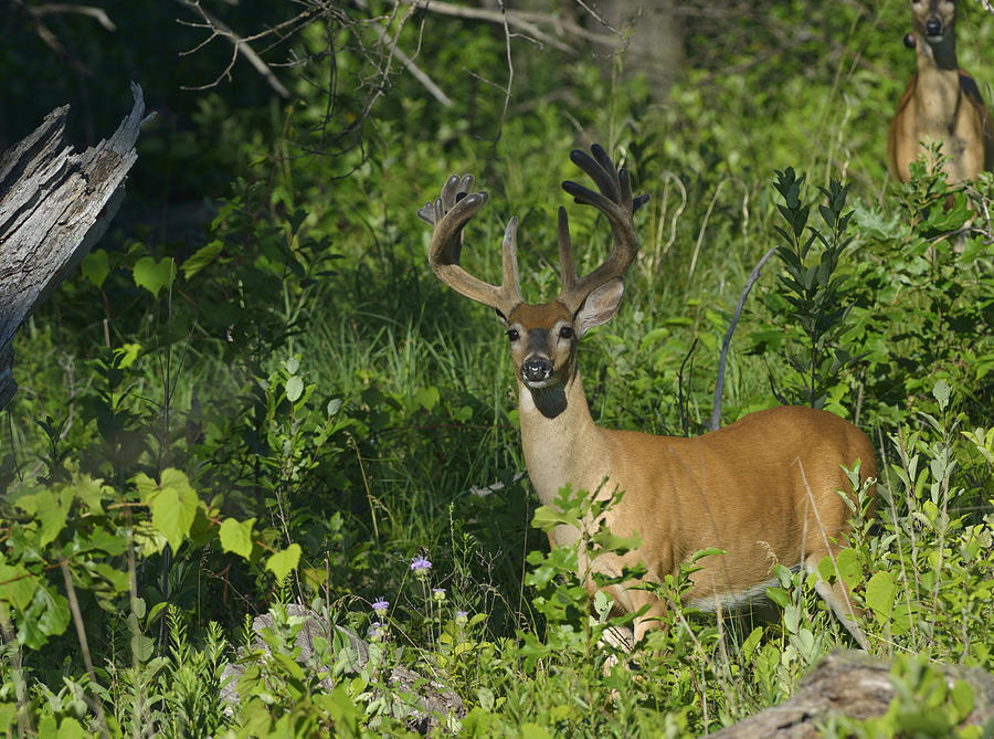 White-tailed Deer Buck In Vegetation Photograph