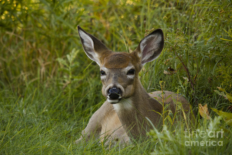 White-tailed Doe #10 Photograph by Linda Freshwaters Arndt