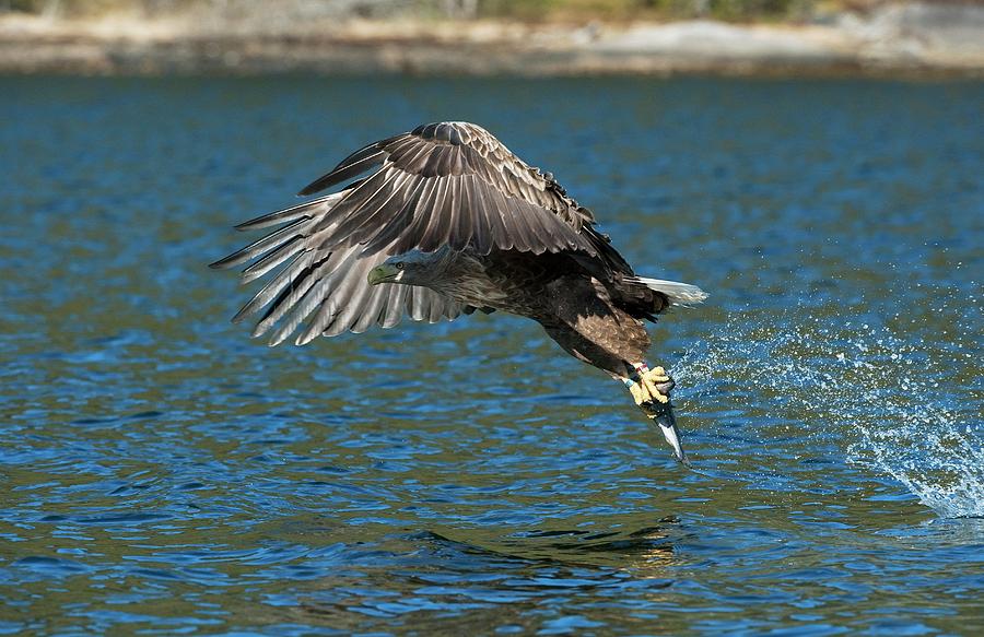 White-tailed Eagle Hunting #10 Photograph by Dr P. Marazzi/science Photo Library