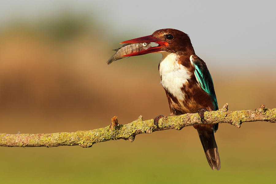 White-throated Kingfisher #10 Photograph by Photostock-israel