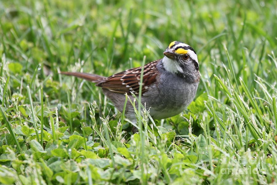 White-throated Sparrow #10 Photograph by Jack  R Brock