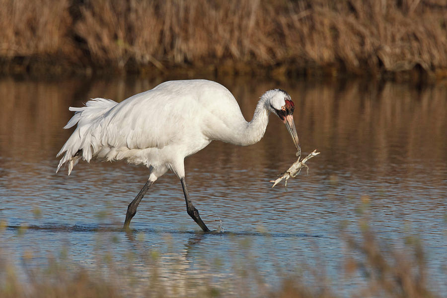 Whooping Crane (grus Americana Photograph by Larry Ditto | Fine Art America