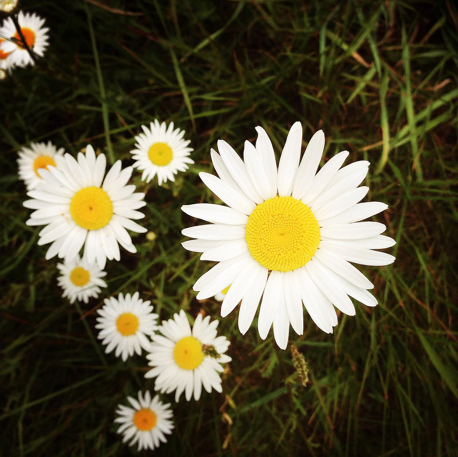 Wild daisies #10 Photograph by Les Cunliffe