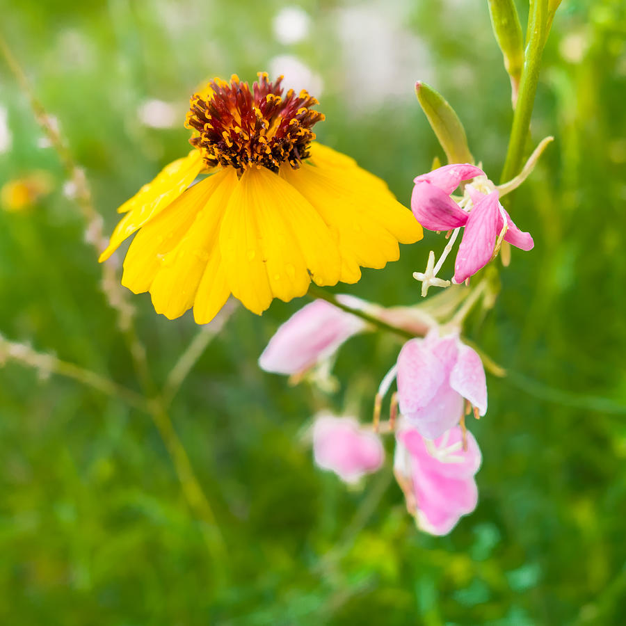 Yellow and Pink Wildflowers Photograph by Melinda Ledsome
