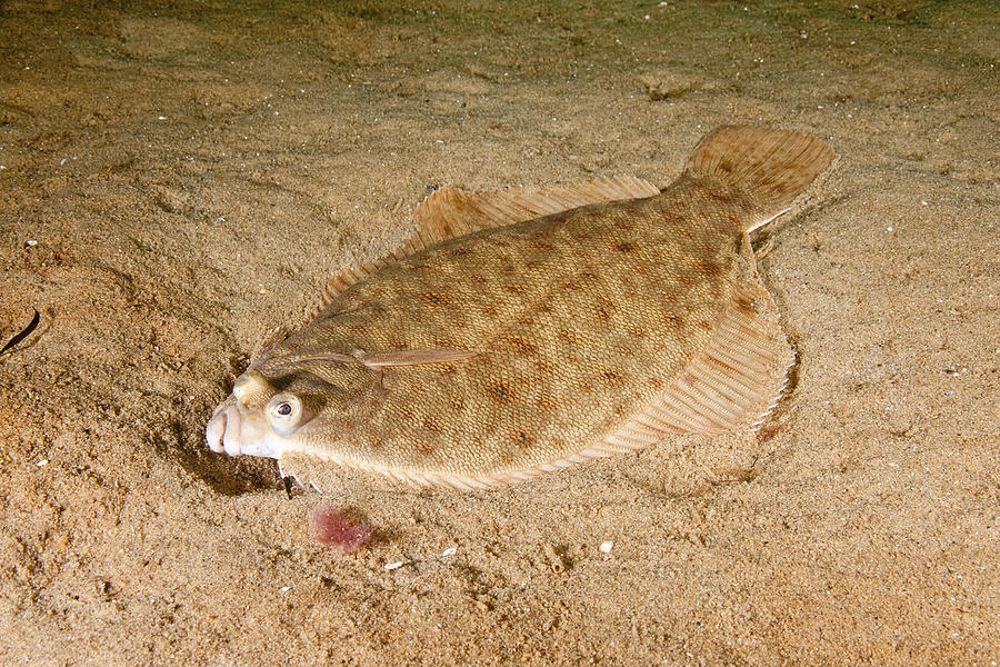 Winter Flounder #10 Photograph by Andrew J. Martinez
