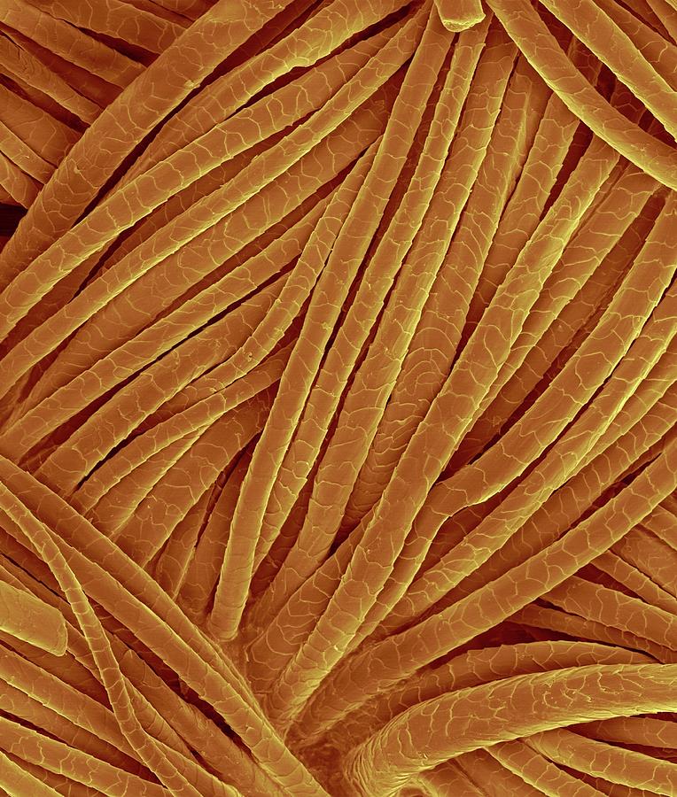Sheep Photograph - Woven Wool Fabric #10 by Dennis Kunkel Microscopy/science Photo Library