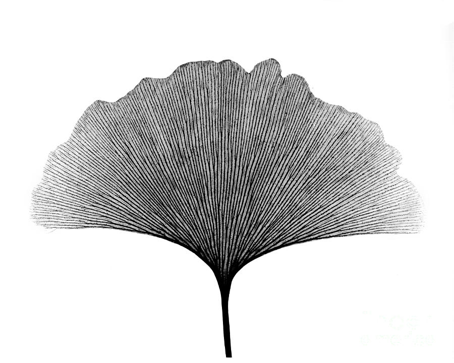 Tree Photograph - X-ray Of Ginkgo Leaf #10 by Bert Myers