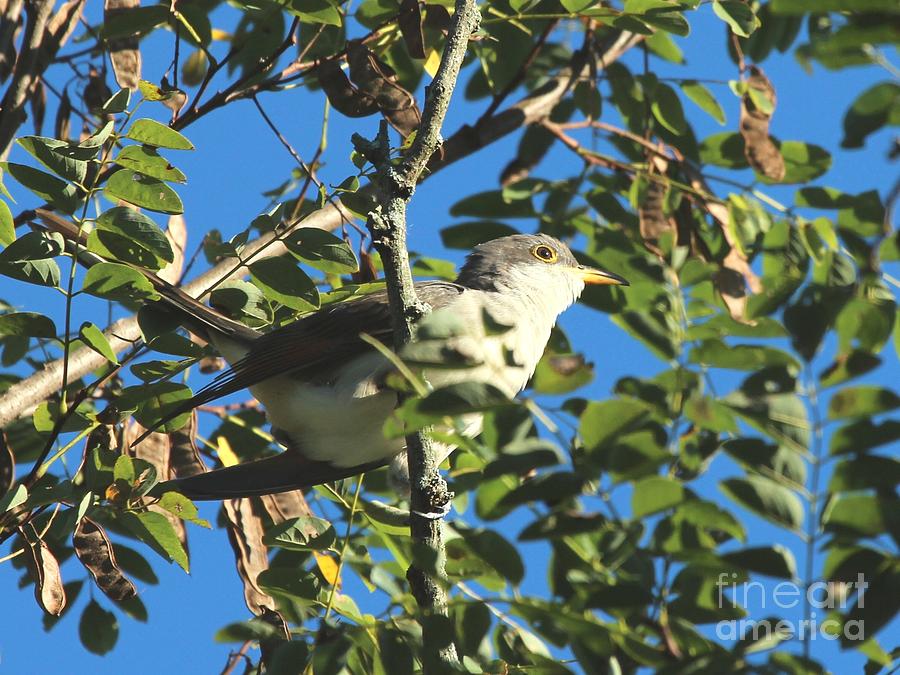 Yellow-billed Cuckoo #10 Photograph by Jack R Brock