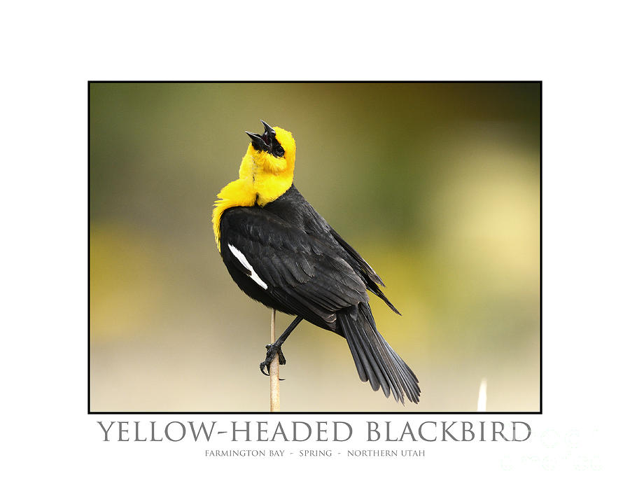 Yellow-headed Blackbird #10 Photograph by Dennis Hammer