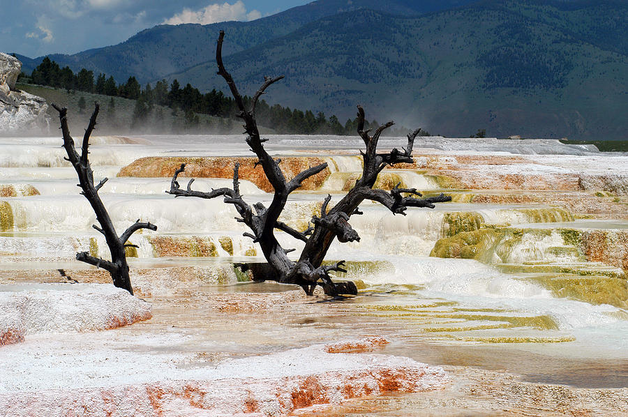 Yellowstone #10 Photograph by Yue Wang
