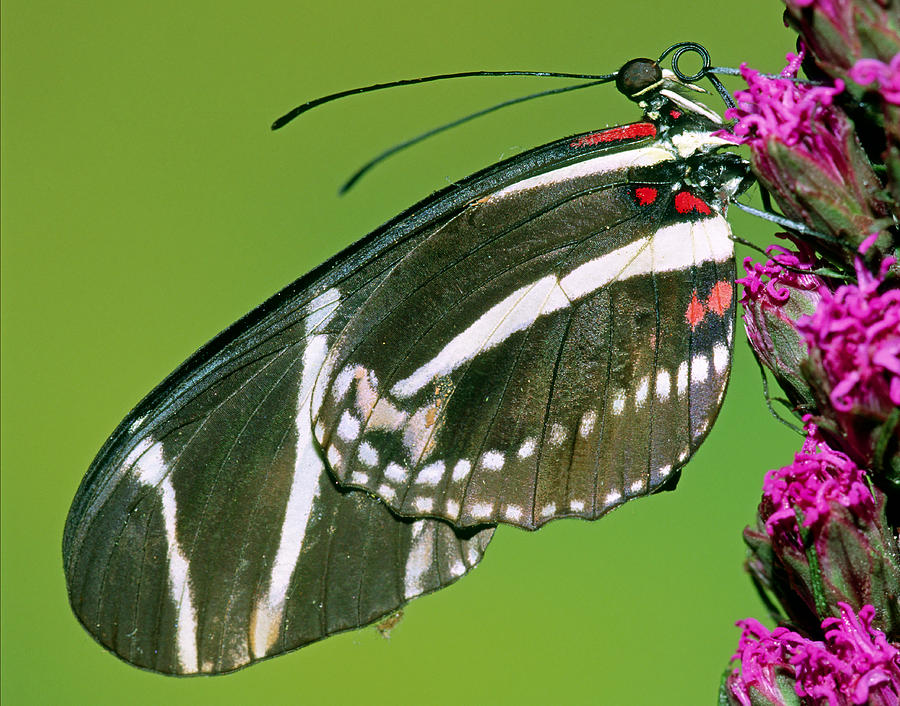 Zebra Butterfly Heliconius Charitonius #10 Photograph by Millard H. Sharp