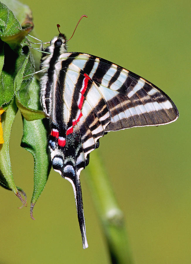 zebra swallowtail butterfly meaning
