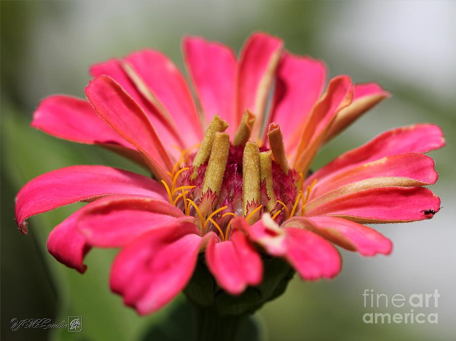Flower Photograph - Zinnia from the Whirlygig Mix #10 by J McCombie