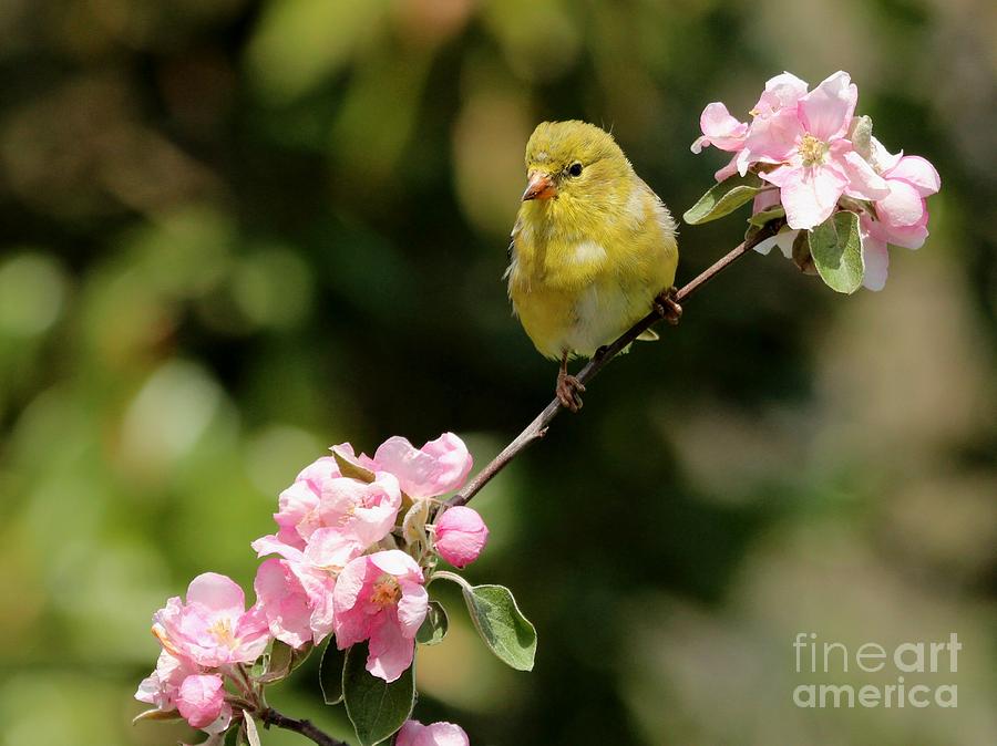 American Goldfinch #100 Photograph by Jack R Brock