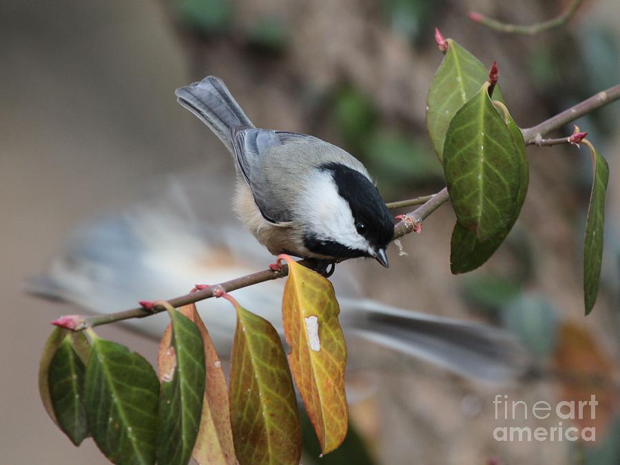 Black-capped Chickadee #100 Photograph by Jack R Brock